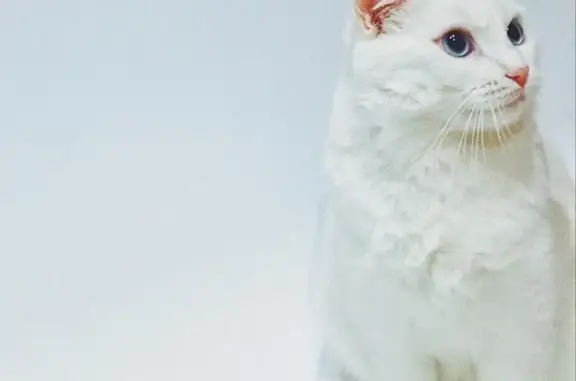 Кошки потеряшки, Санкт-Петербург, фото: Потеряшка кошка в СПб, выборгский район, Заречная 25