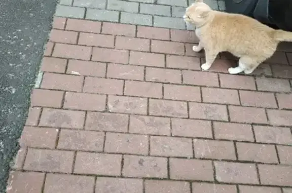 Найдена кошка в Петроградском районе
