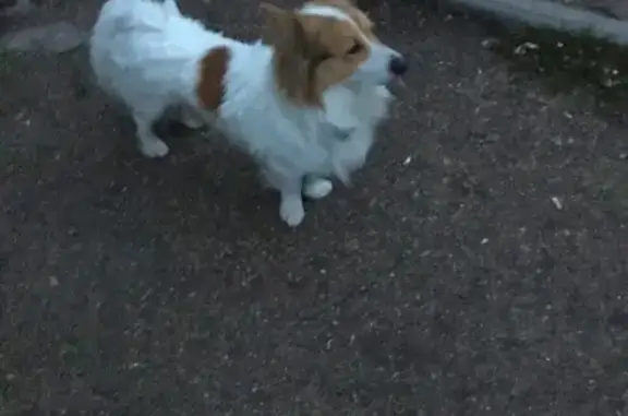 Найдена собака в Магнитогорске, на ошейнике.