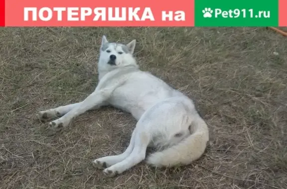 Найдена собака в Новороссийске, ст. Раевская