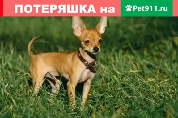 Пропала собака в Старом Кировске, вознаграждение.