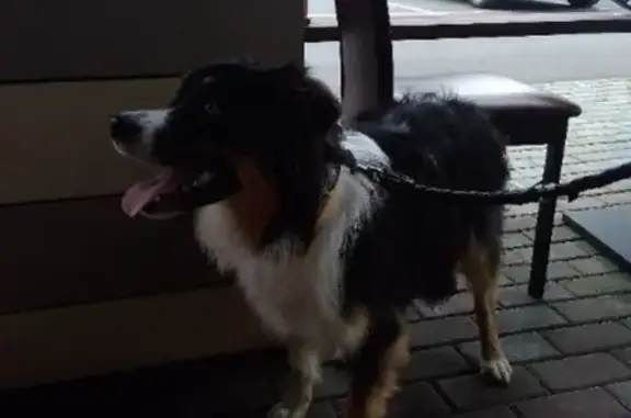 Найдена собака, контактные данные в кафе 