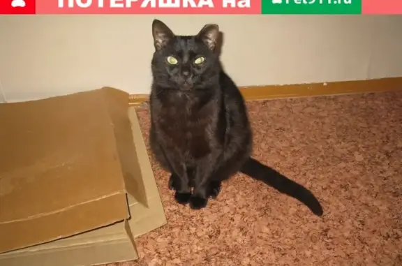 Пропал черный кот Веня, Брянск, Почтовая ул. 150