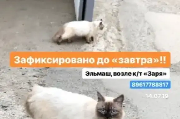 Найдена кошка в Екатеринбурге (Эльмаш) - ищем старых хозяев!