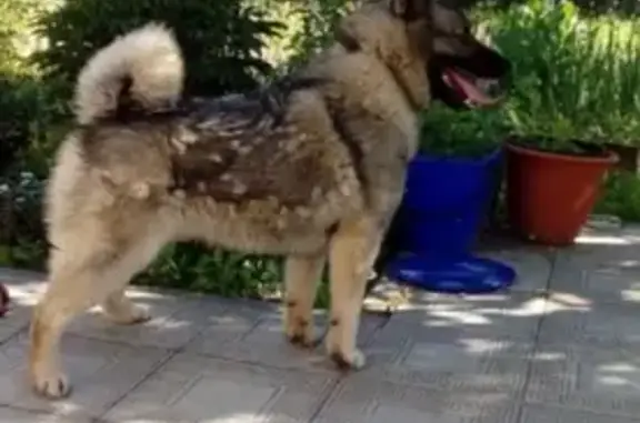 Собаки потеряшки, Нижний Новгород, фото: Потеряшка собака на трассе, вознаграждение!