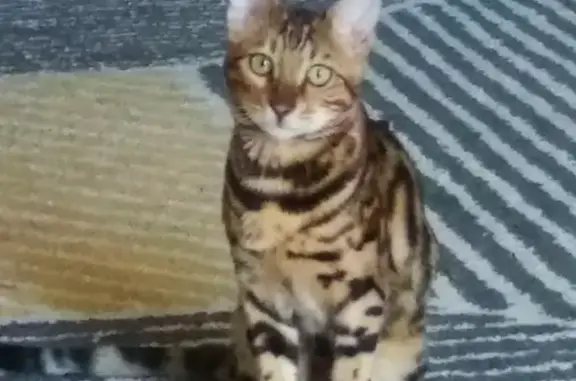 Кошки потеряшки, Санкт-Петербург, фото: Потеряшка кошка Бамби, ЛО, Кингисепский р-н.