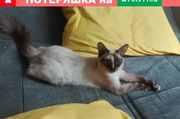 Пропала кошка на ул. Ивана Финютина 60 в Самаре