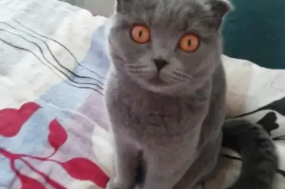 Кошки потеряшки, Санкт-Петербург, фото: Потеряшка кошка на Петергофском шоссе