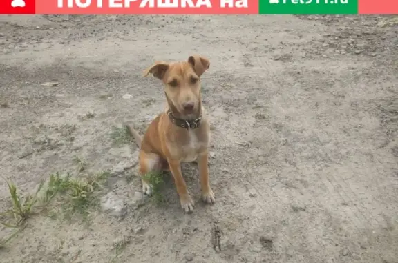 Найден пёс в районе Подгорного, тел. Дианы (Воронеж)