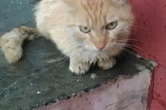 Потерян кот на пр-т Победы в Твери