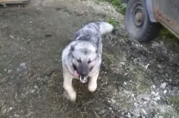 Собака пропала в районе Вереснеков, Киров.