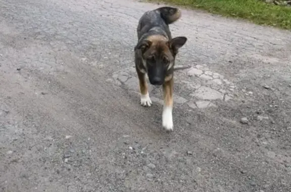 Найдена собака в Красном Селе, СПб