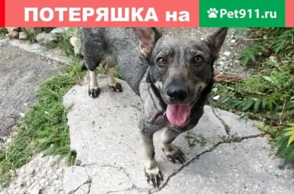 Собака с красным ошейником найдена в районе Максимова дача в Севастополе