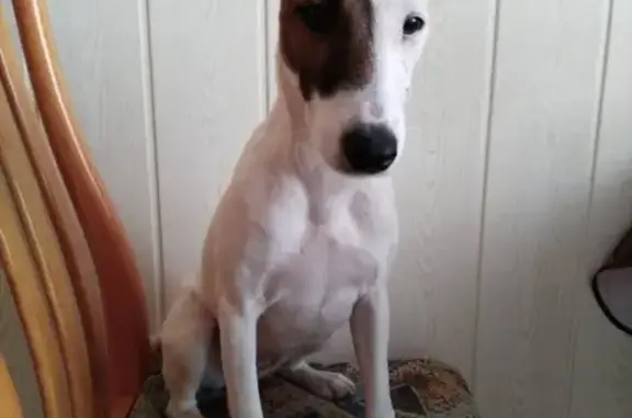 Собаки потеряшки, Калининград, фото: Потеряшка собака в Чкаловске, ищем информацию