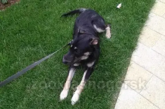 Найден щенок Тобик у ТЦ Митино в Красногорске