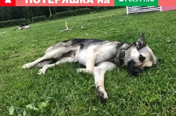Найдена собака в центре Казани с ошейником