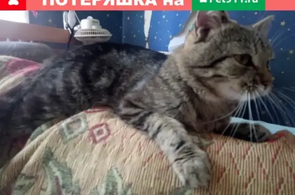 Потерянные животные Смоленск, фото: Пропала кошка в Смоленске, ул. Багратиона - помогите!