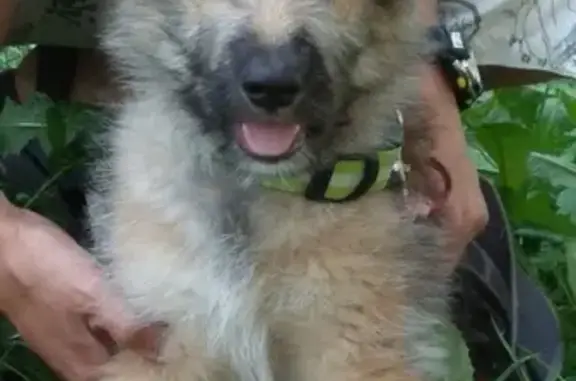 Найдена собака в Ангарске, ищем хозяев