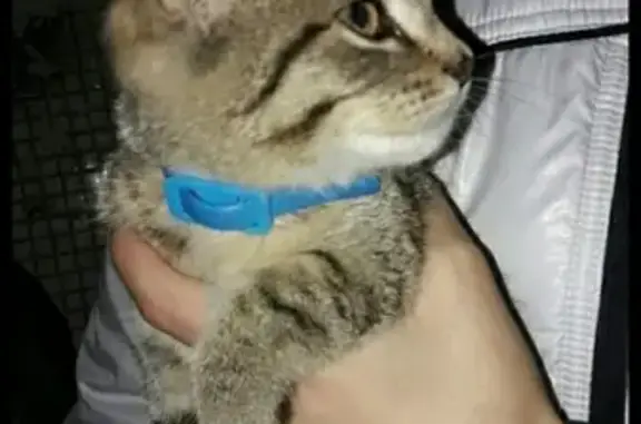 Найдена кошка в Тарусе