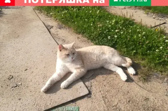 Найден рыжий котик, ищем хозяев в Лихославле
