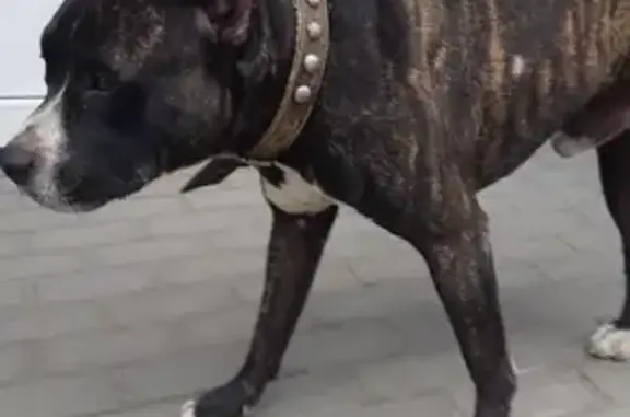 Найдена собака в Шахтах