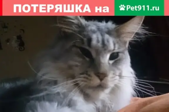 Потерянные животные Набережные Челны, фото: Пропал кот породы мейнкун в Набережных Челнах
