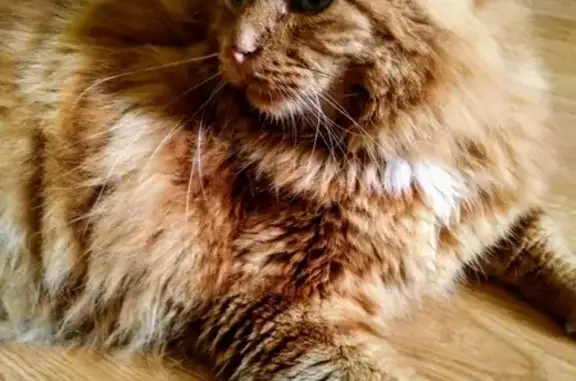 Найден толстый рыжий кот на Фадеева в Севастополе