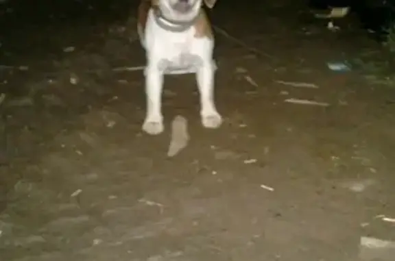 Собака найдена у озера Иткуль, звонить потерявшим.