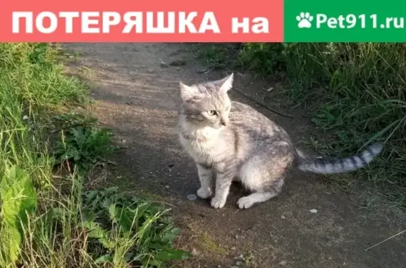 Найден кот г. Москва, нужен дом!