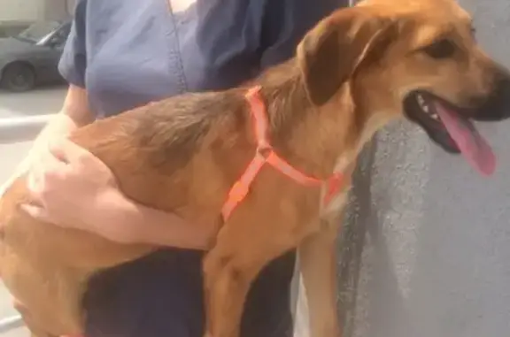Найдена собака в Челябинске, ищет новый дом