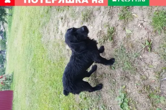 Найдена собака на трассе у села Аксеново, Саранск