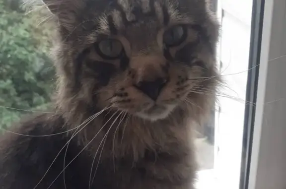 Кошки потеряшки, село Заворонежское, фото: Потеряшка кошка Сеня в Заворонежском, Тамбовская обл.