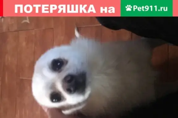 Собака найдена в Данилихе, Московская обл. (141850)