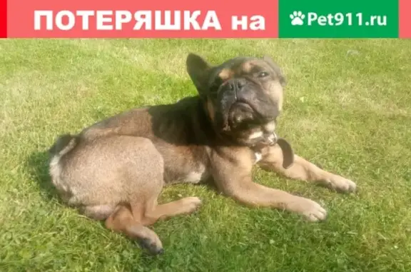 Худая собака найдена в Ярославском районе
