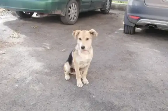 Найдена собака в районе Одоевского моста
