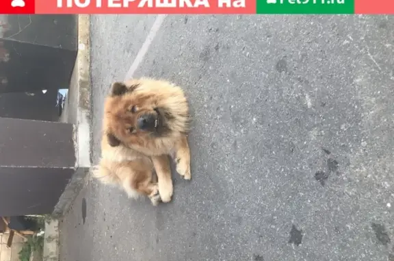 Старенькая собака с ошейником найдена в Хабаровске