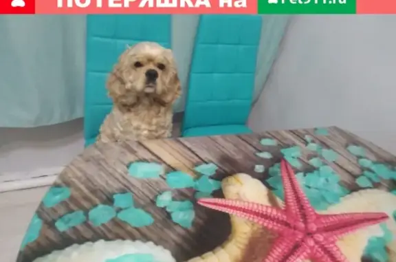 Пропала собака Арни в селе Новопокровка