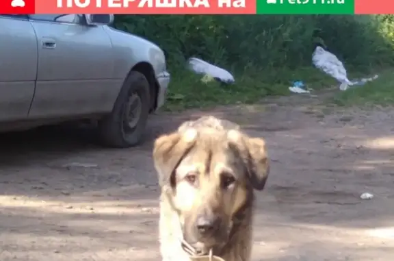 Найден молодой кобель в Красноярске