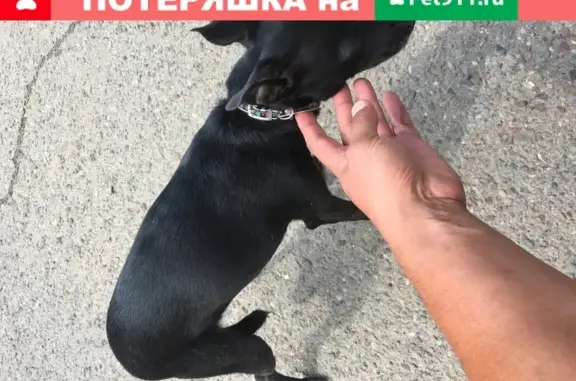 Найдена собака в Оренбурге, Ленинский район