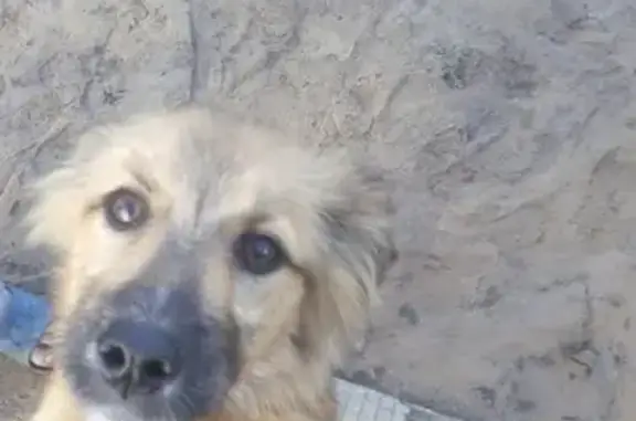 Найден пёс в Сураже, Брянская область