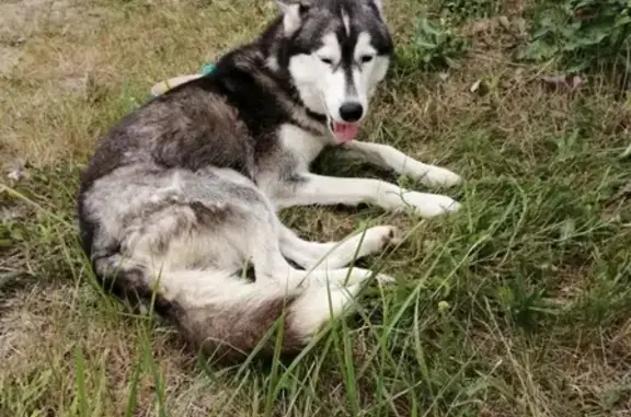 Найдена собака Хаски в Кузнецке