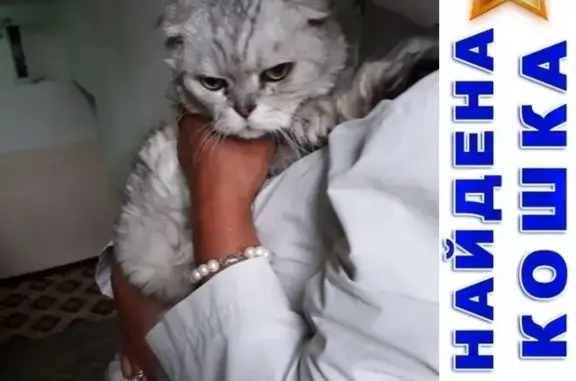 Найдена ласковая вислоухая кошка в Москве