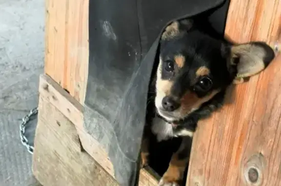 Пропала собака Малыш в Крымске