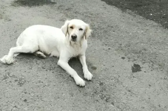Найдена собака в Норильске, пр-т Ленинский 25-27, завенягина 4