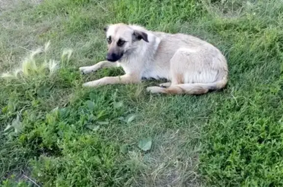 Найдена собачка в Кемерово, ищем хозяина!