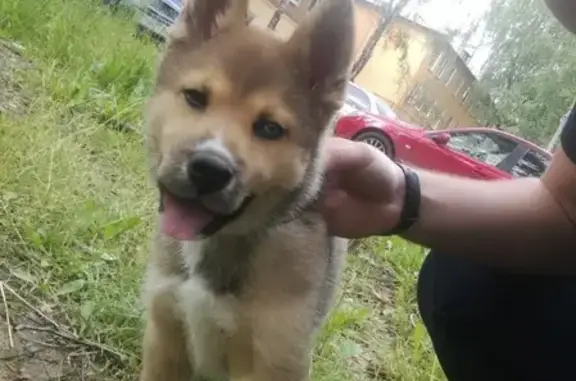 Найдена собака на авторынке в Нижнем Новгороде