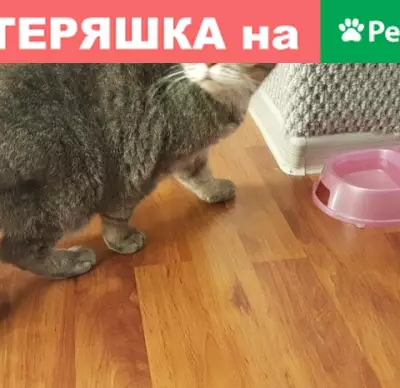 Найдена домашняя кошка в Мурманске.