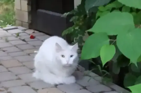Найдена кошка в Цемдолинах, Новороссийск