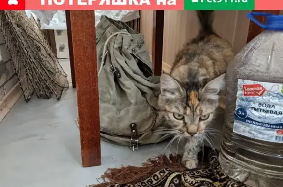 Найдена кошка на Октябрьской набережной в СПб