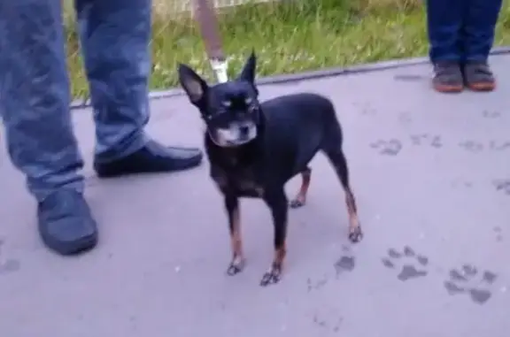 Найдена собака в Люберцах https://vk.com/id9516392
